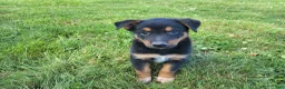 Mixed Breed dogs for sale: Jack  - Ad 3