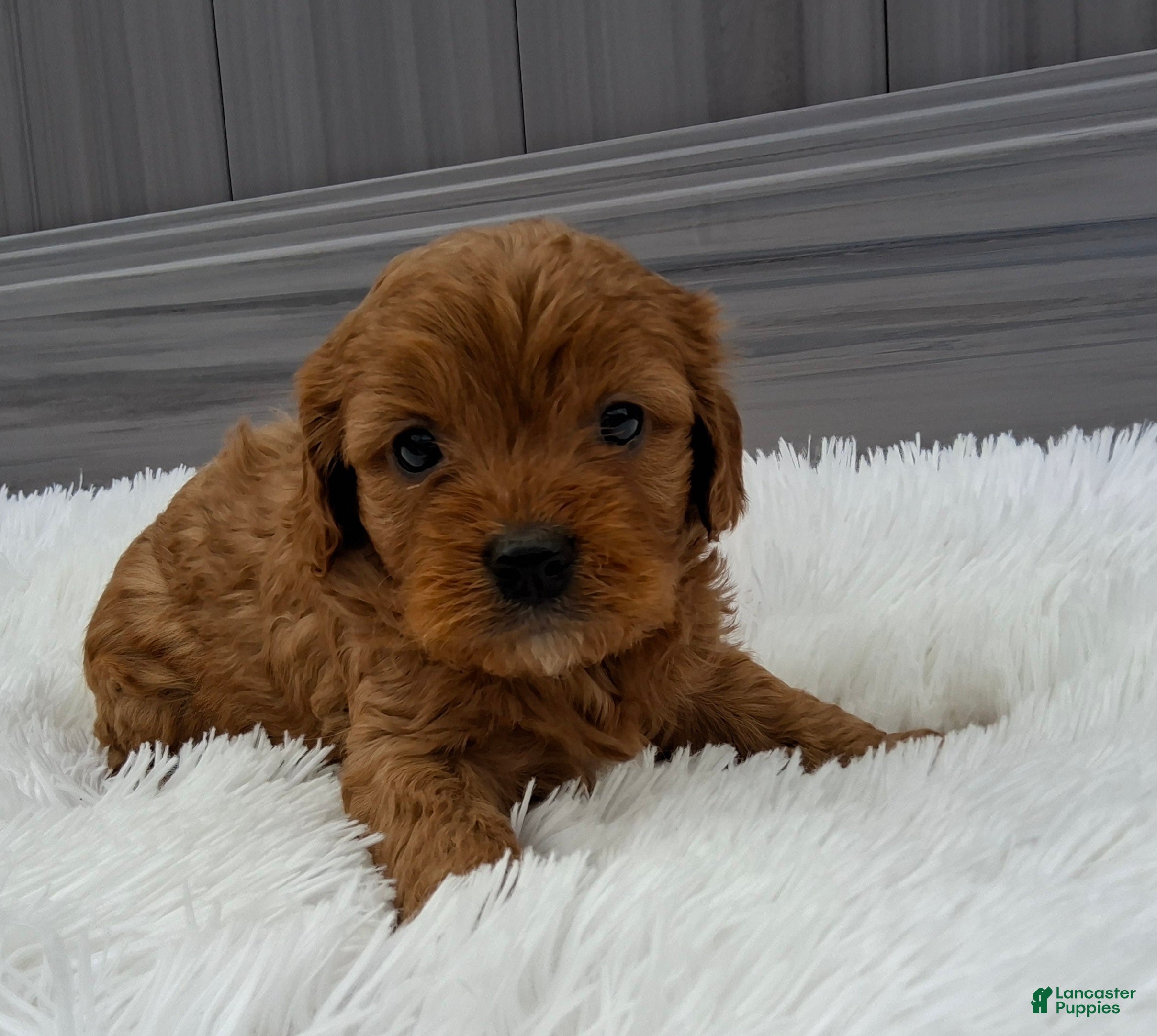 Cavapoo dogs Nellie - Ad 1