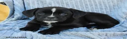 Mixed Breed dogs for sale: Nitro - Ad 3