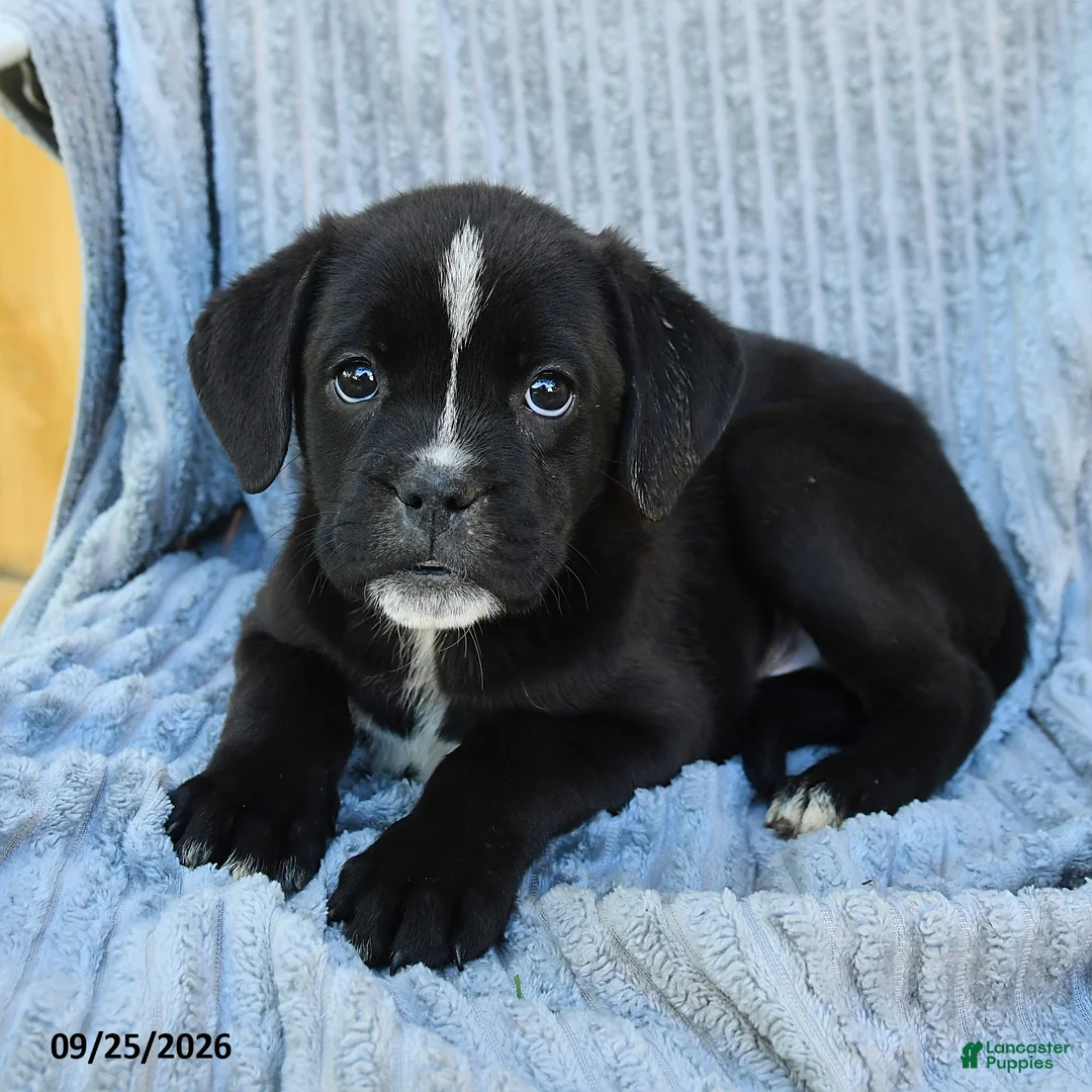 Mixed Breed dogs for sale: Nitro - Ad 3