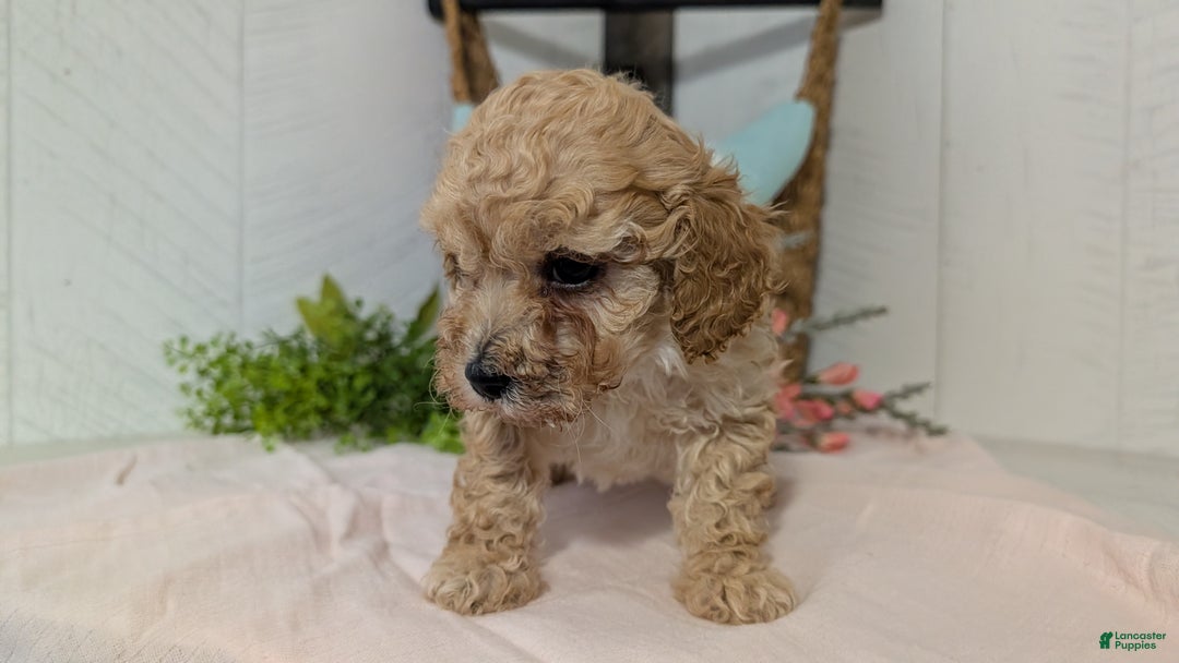 Miniature Poodle dogs for sale: Zeus - Ad 3