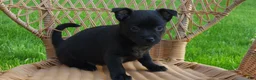 Chihuahua dogs for sale: Dusten - Ad 3