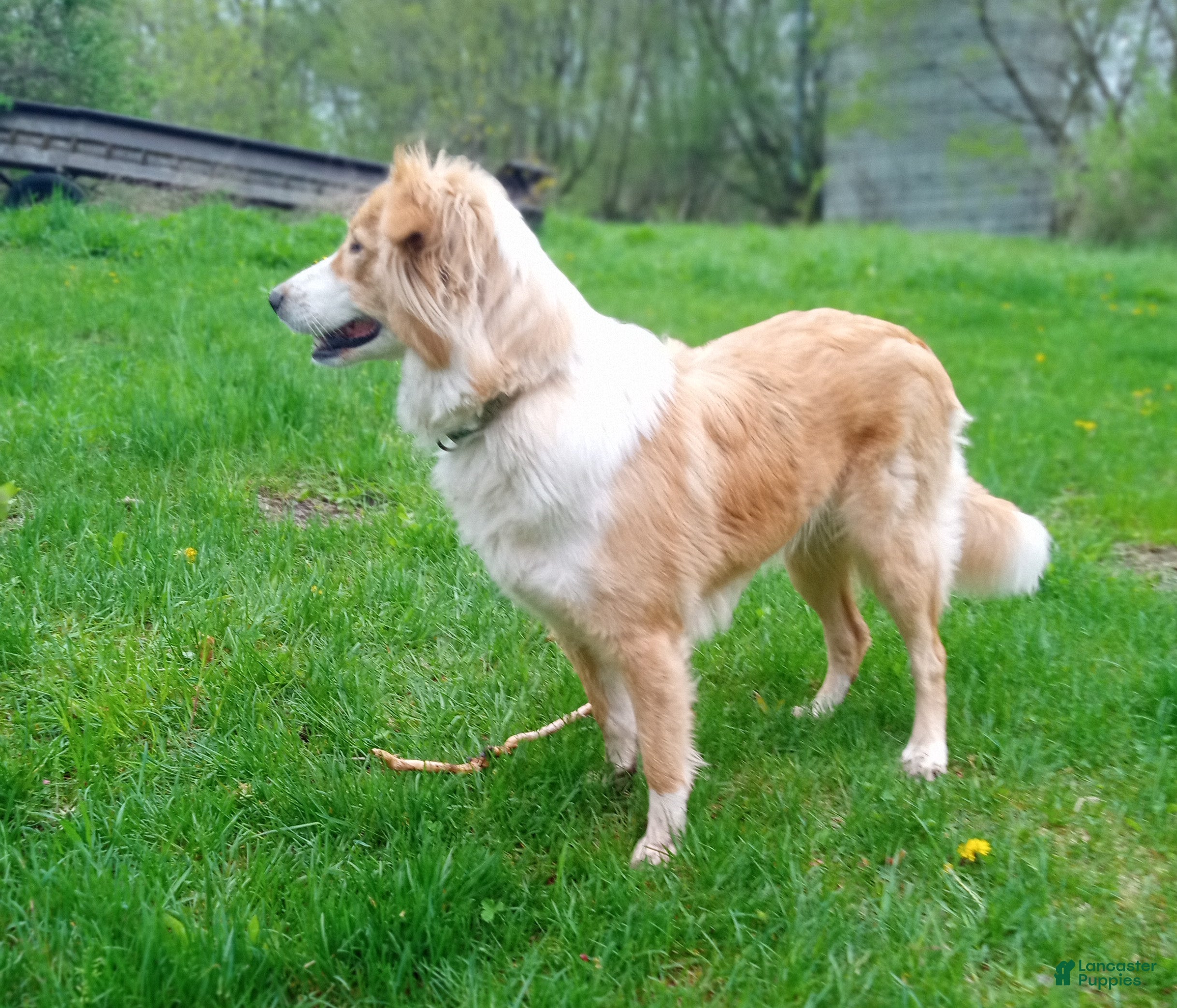 Josie