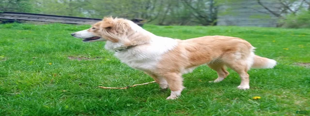 Josie