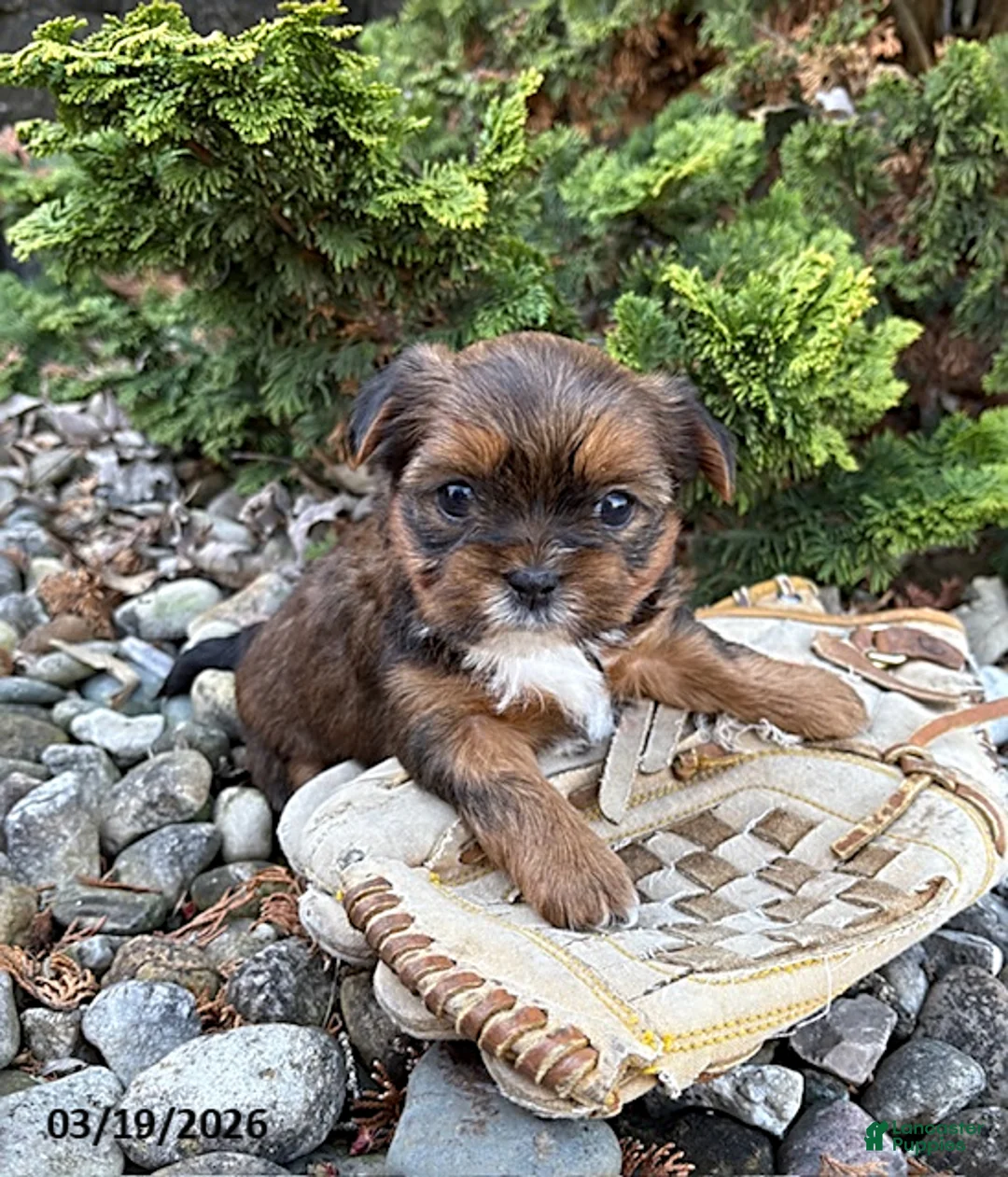 Shorkie dogs for sale: Maple   - Ad 2