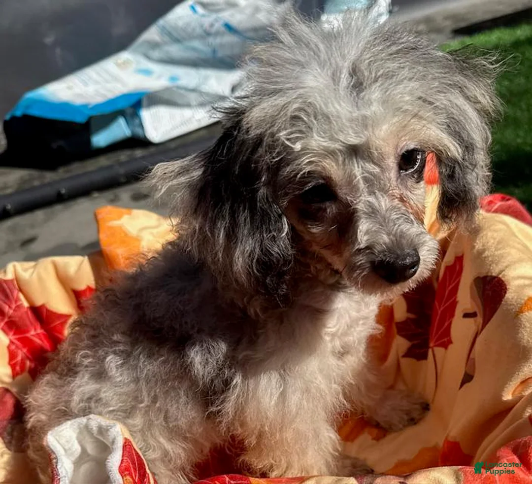 Toy Poodle dogs for sale: Willow - Ad 2