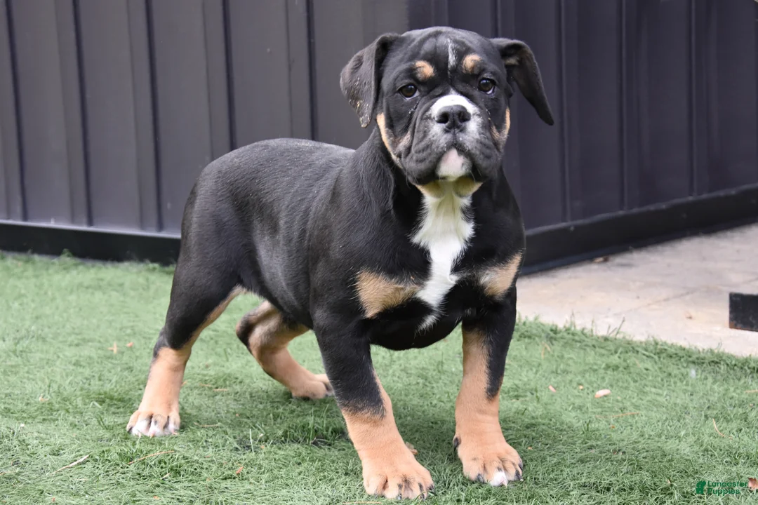 Olde English Bulldogge dogs for sale: Wendy - Ad 1