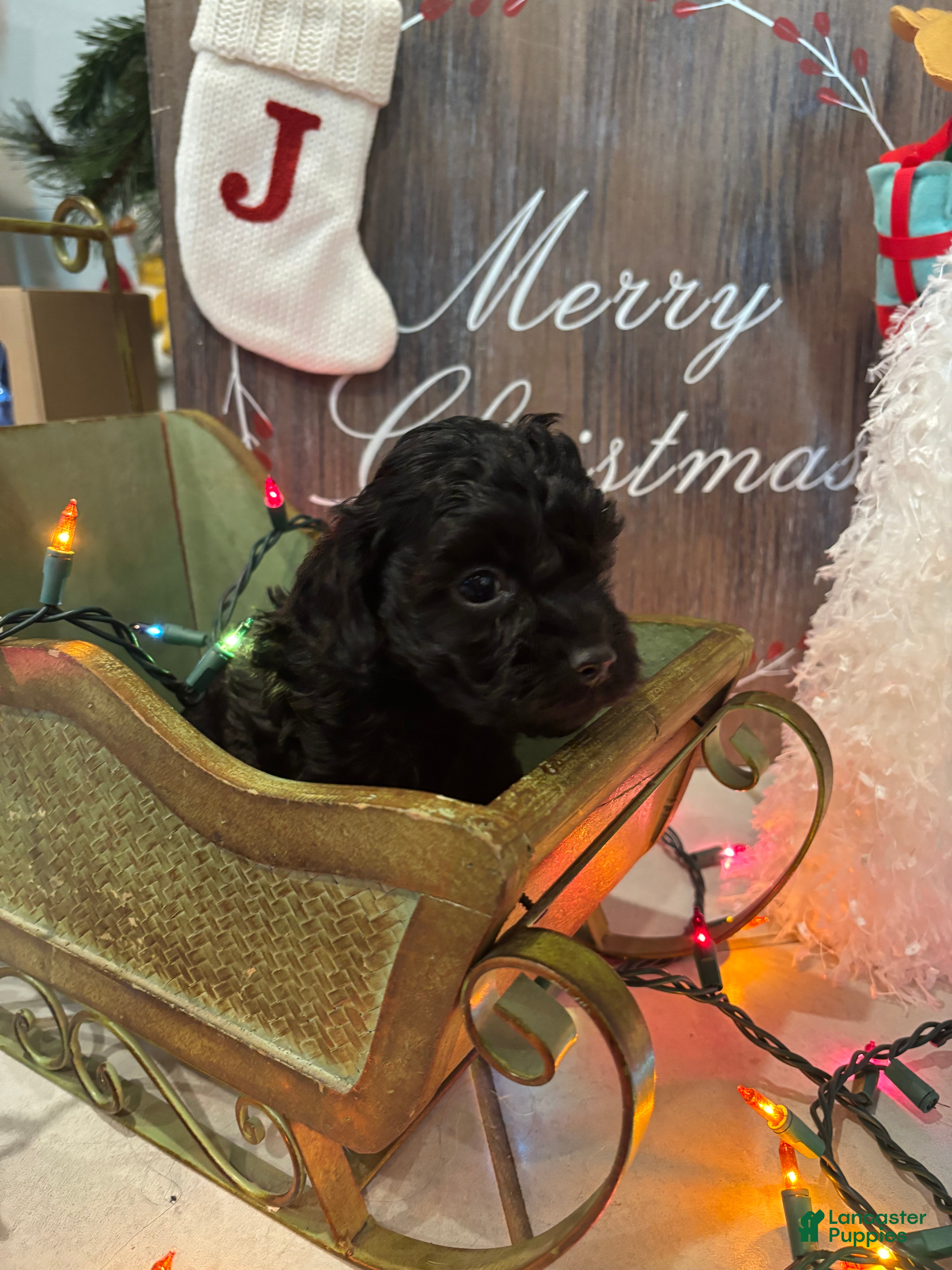 Cockapoo dogs Cockapoo Puppy 5 - Ad 10