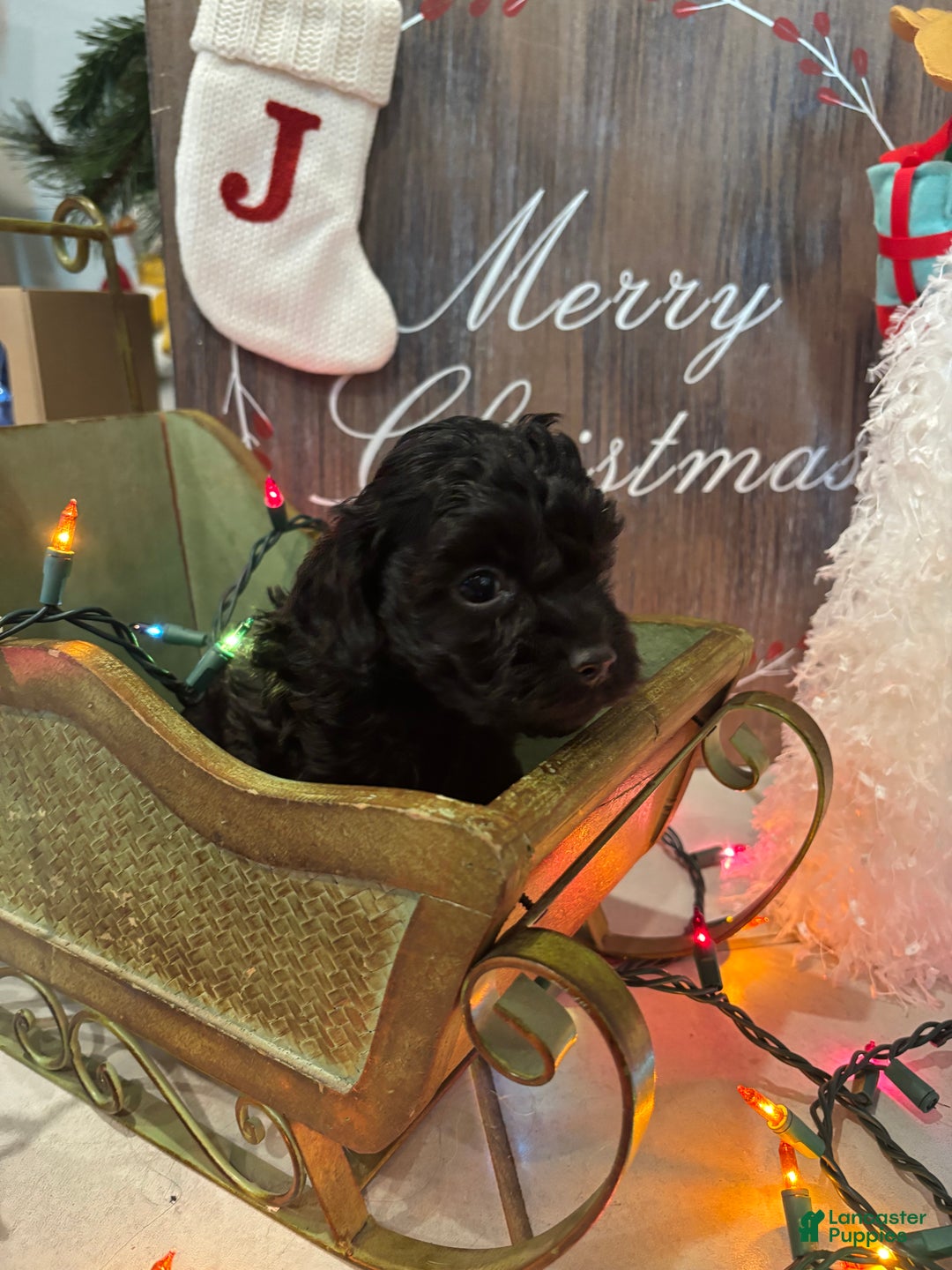 Cockapoo dogs for sale: Cockapoo Puppy 5 - Ad 1