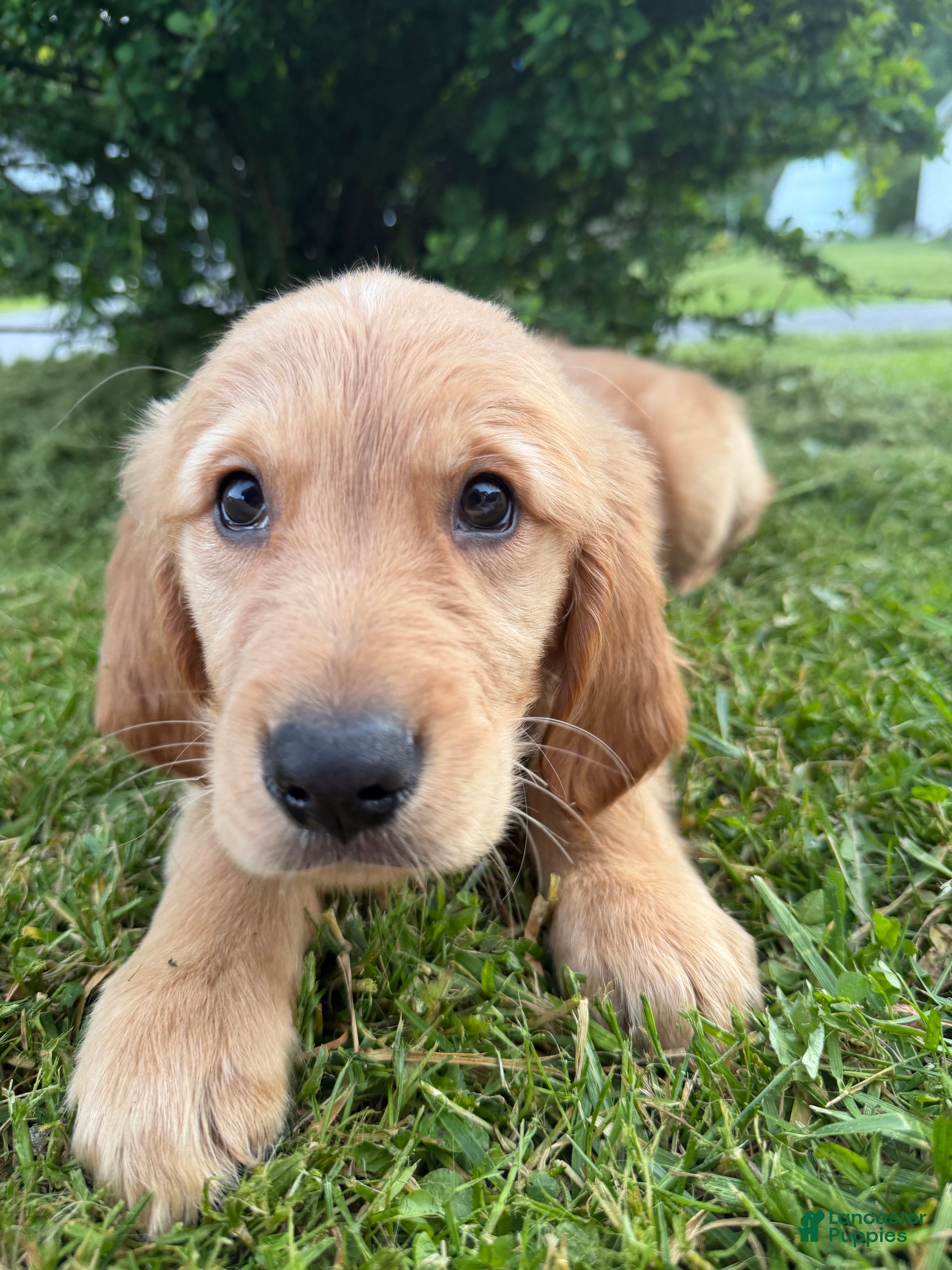 Golden Retriever dogs for sale: Winnie - Ad 3