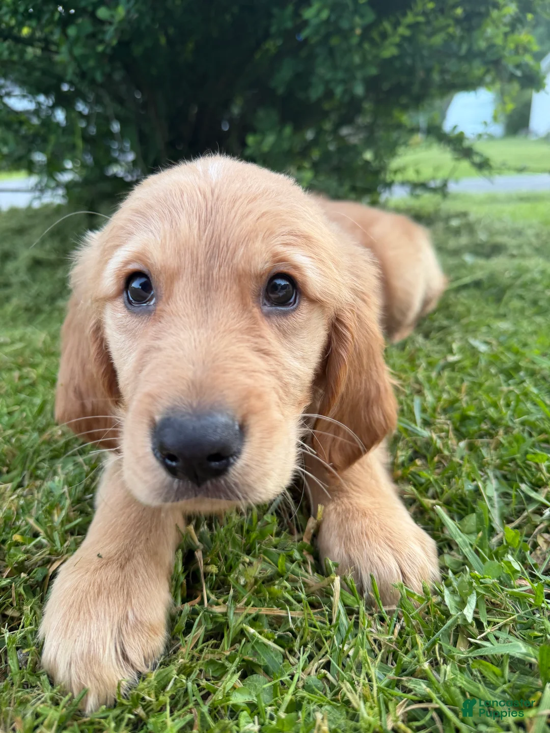 Golden Retriever dogs for sale: Winnie - Ad 1