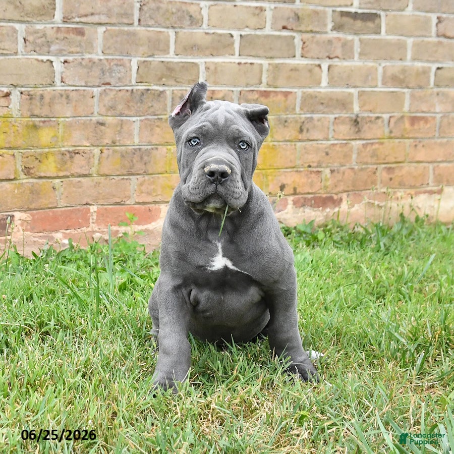 Cane Corso dogs Dakota - Ad 2