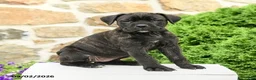 Cane Corso dogs for sale: Coda  - Ad 5