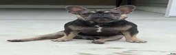 French Bulldog dogs for stud: Rocky Stud Services - Ad 5