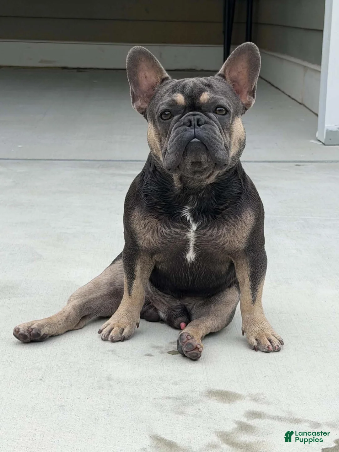 French Bulldog dogs for stud: Rocky Stud Services - Ad 5