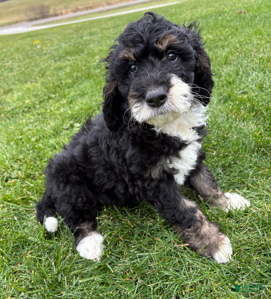 Bernedoodle dogs for sale: Green girl - Ad 1