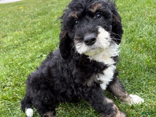 Bernedoodle dogs Green girl - Ad 38