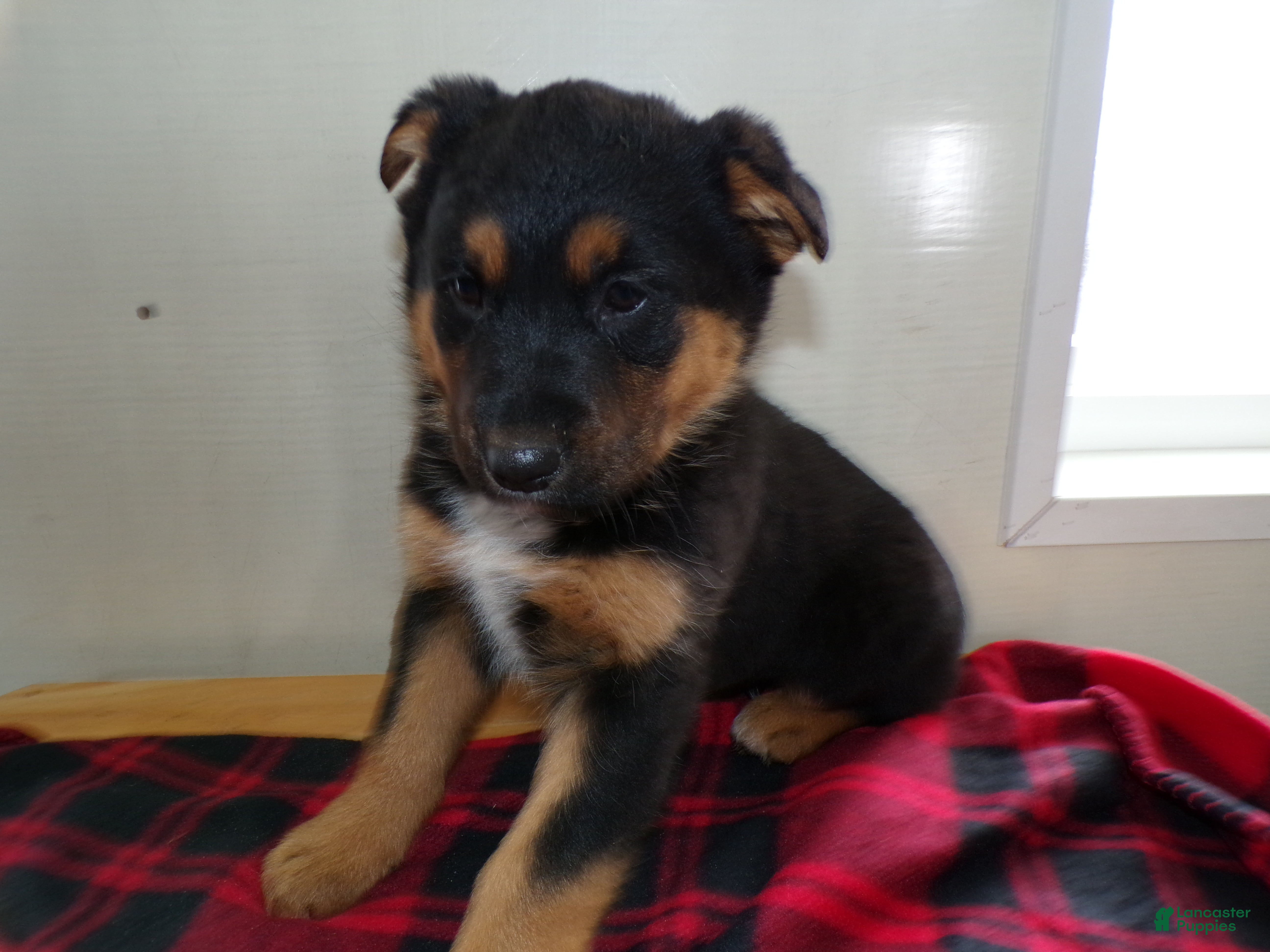 German Shepherd dogs for sale: German Shepherd Puppy 2 Ruth - Ad 4