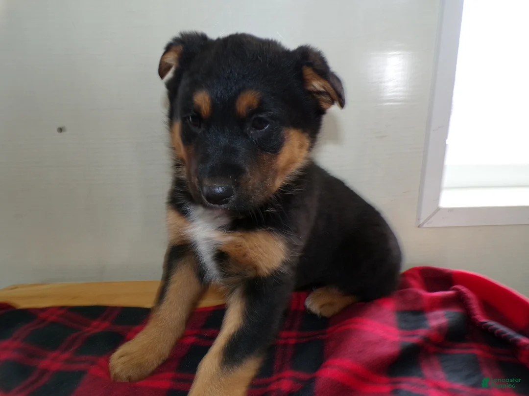 German Shepherd dogs for sale: German Shepherd Puppy 2 Ruth - Ad 1