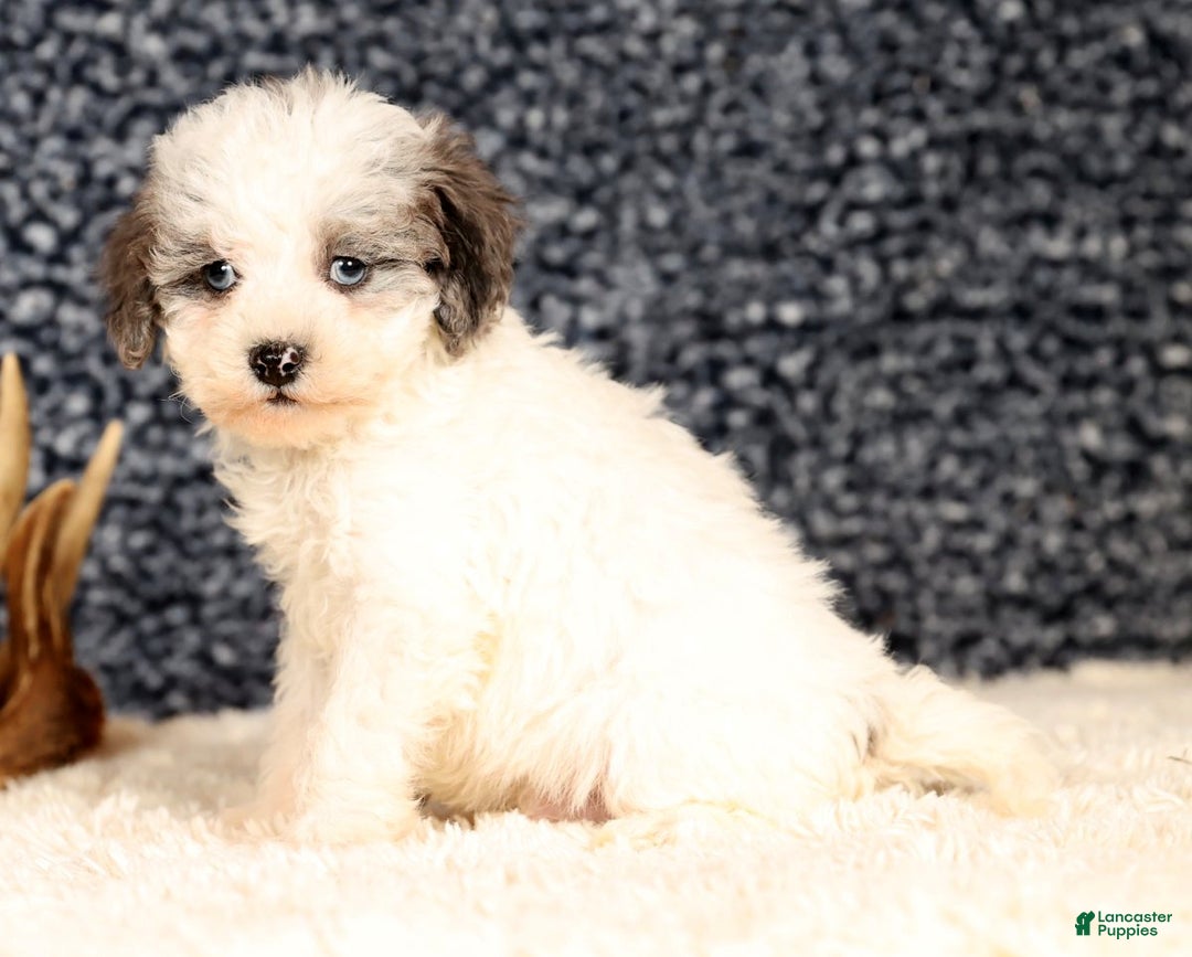 Havapoo dogs for sale: Edward - Ad 6