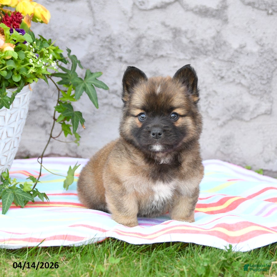 Mixed Breed dogs Lucky - Ad 2