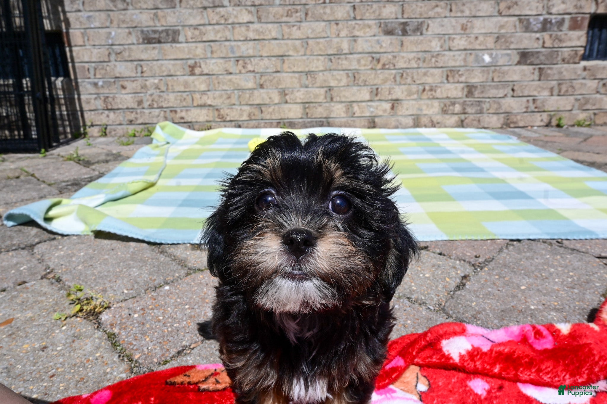 Havapoo dogs Havapoo Tommy - Ad 2