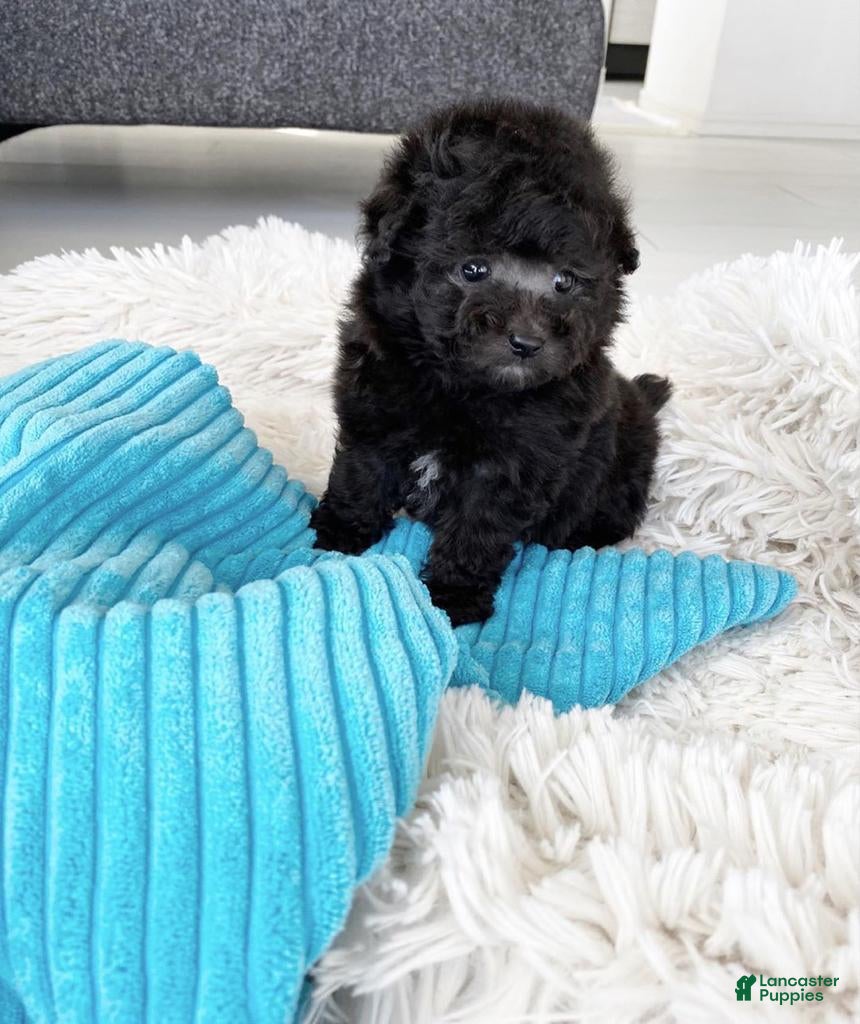 Toy Poodle dogs Kendra - Ad 17