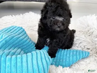 Toy Poodle dogs Kendra - Ad 17