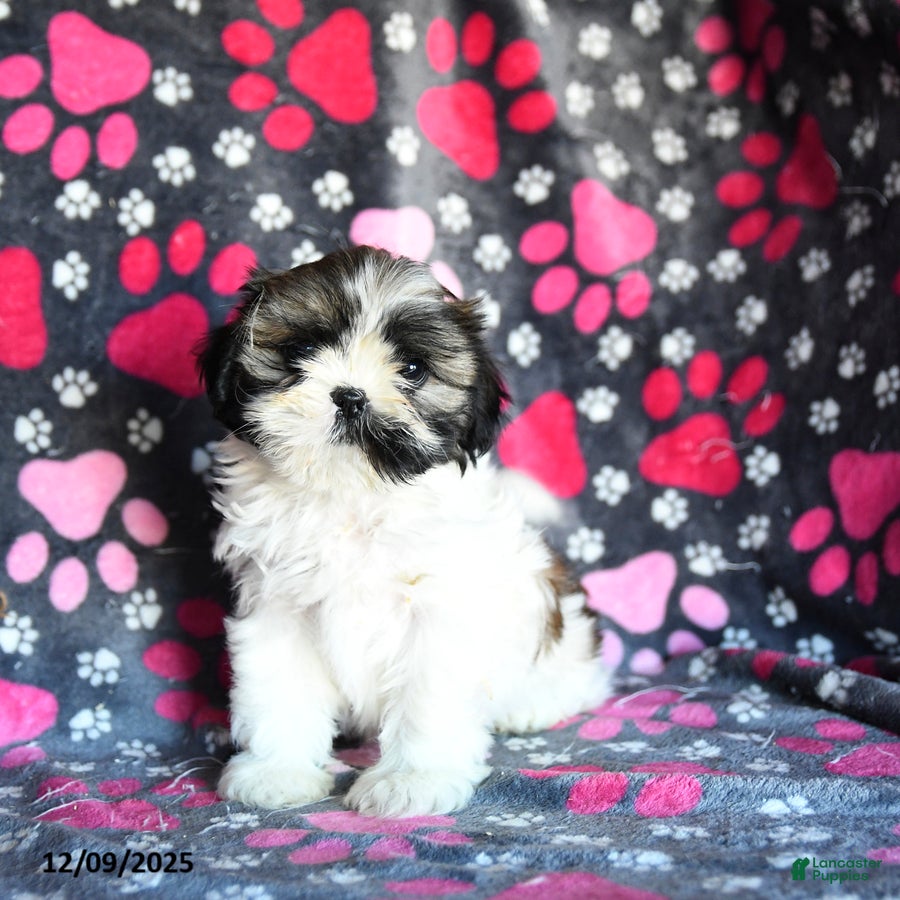 Shihpoo dogs Midge  - Ad 10