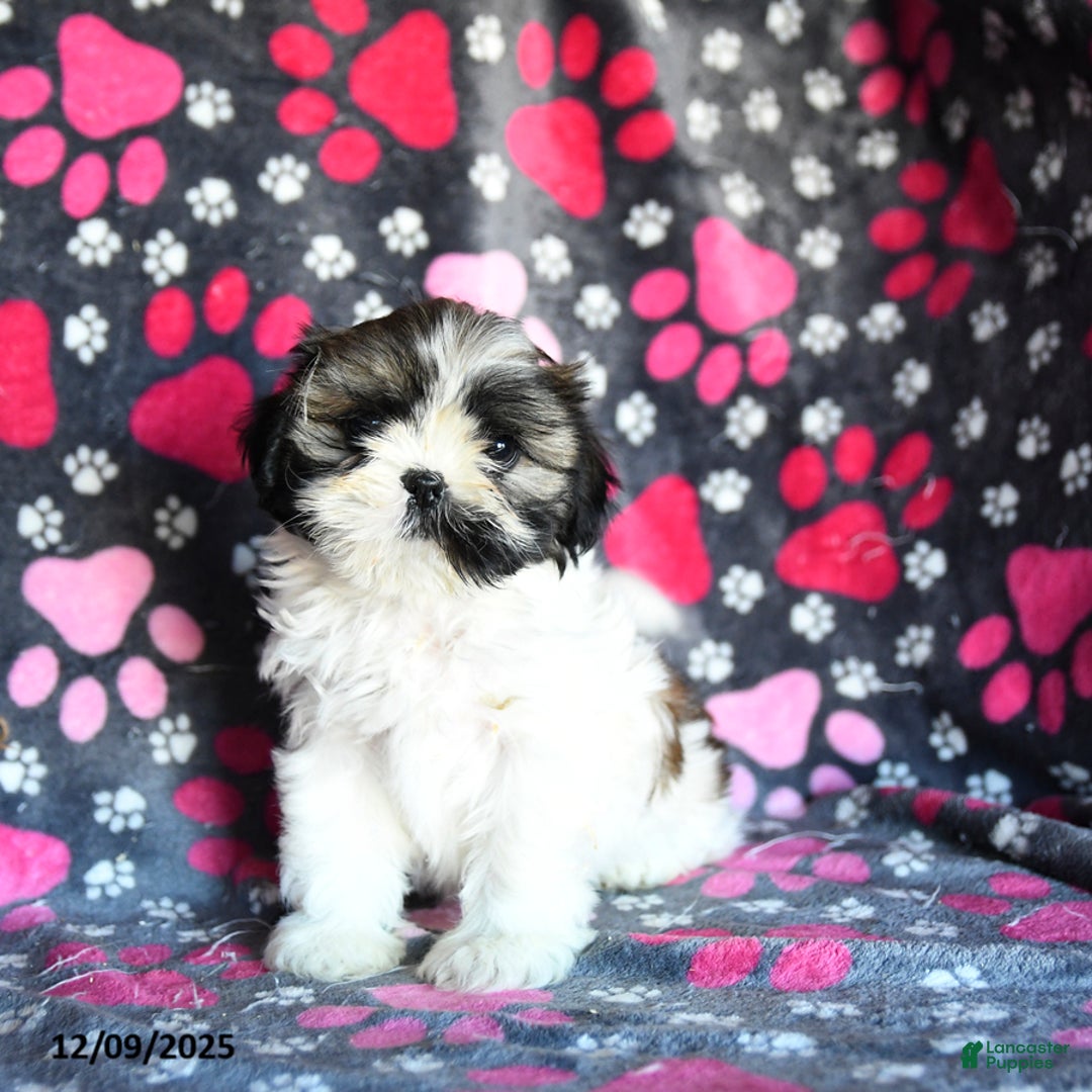 Shihpoo dogs for sale: Midge  - Ad 1