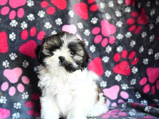 Shihpoo dogs Midge - Ad 4