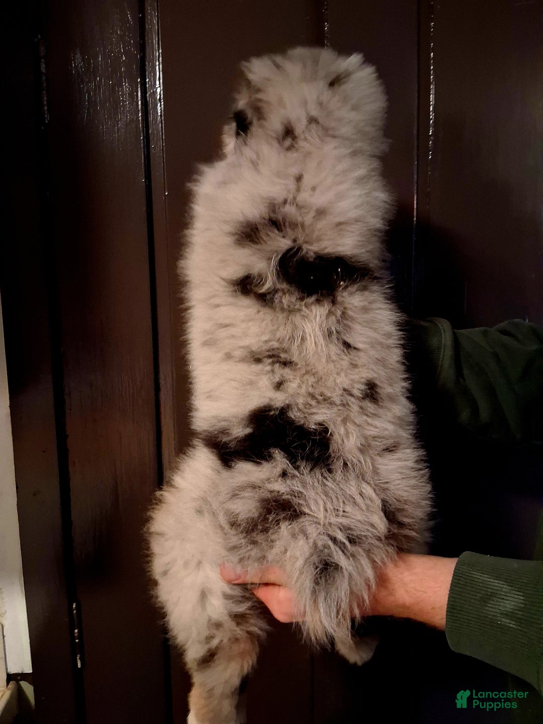 Miniature Australian Shepherd dogs for sale: Kasper - Ad 3