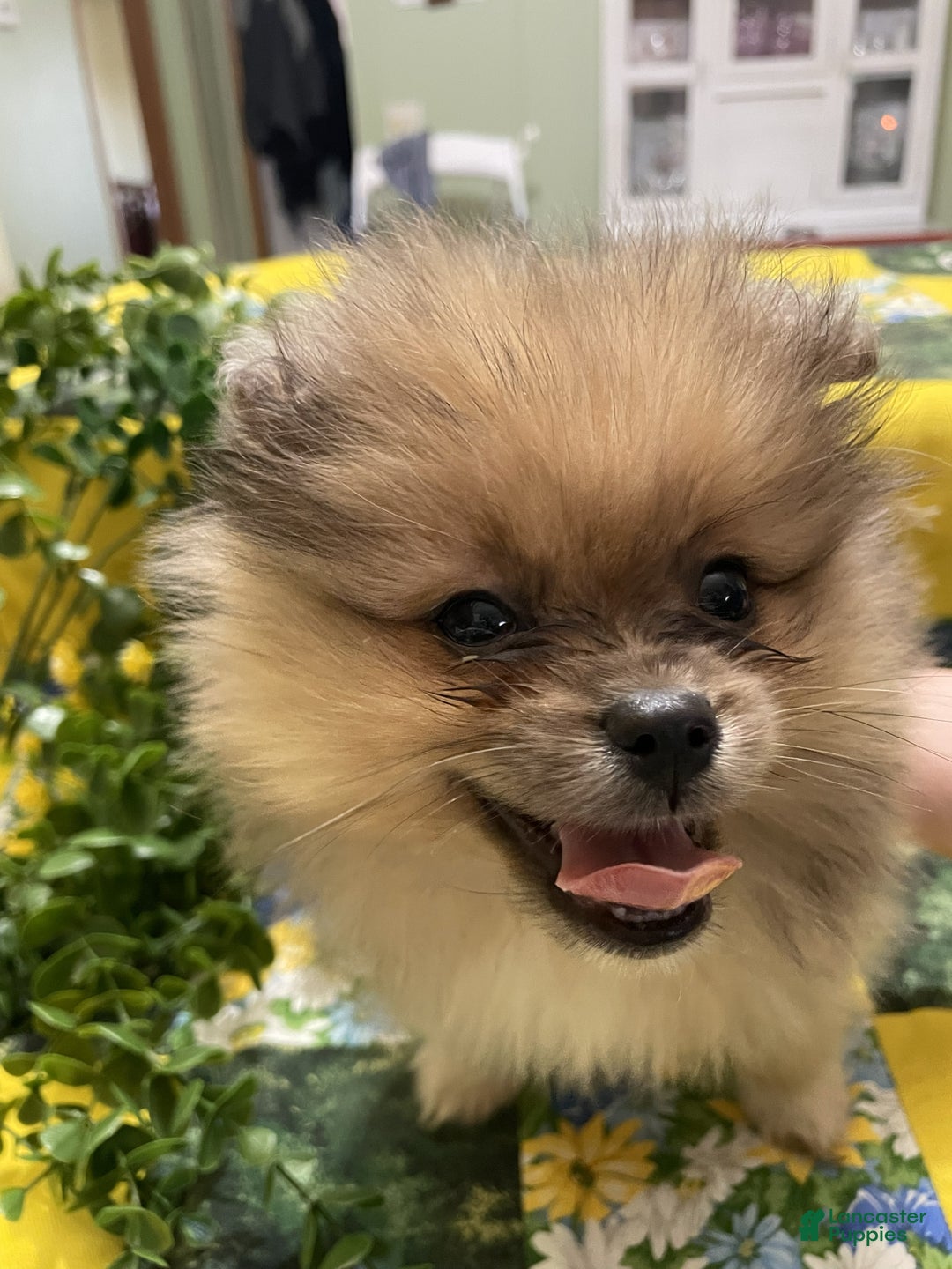 Pomeranian dogs for sale: Pomeranian Puppy 2 Rocky - Ad 2