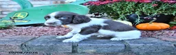 English Springer Spaniel dogs for sale: Freckles - Ad 3