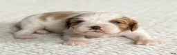 Cavalier King Charles Spaniel dogs for sale: Snickers Cavalier King Charles Spaniel  - Ad 5