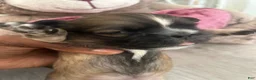 Shih Tzu dogs for sale: Shih Tzu 2 Thunder  - Ad 5