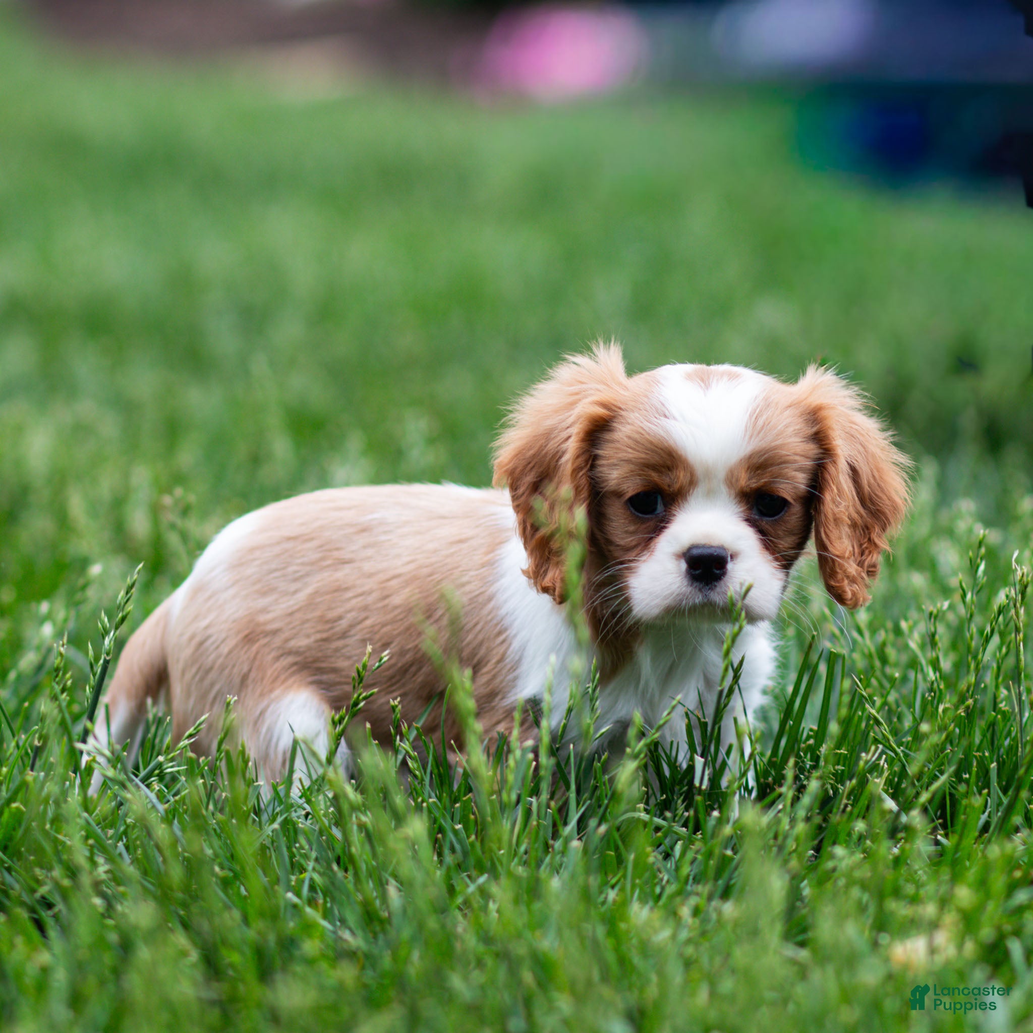 Cavalier King Charles Spaniel dogs Allen Cavalier King Charles Spaniel Puppy  - Ad 1