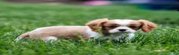 Cavalier King Charles Spaniel dogs for sale: Allen Cavalier King Charles Spaniel Puppy  - Ad 9