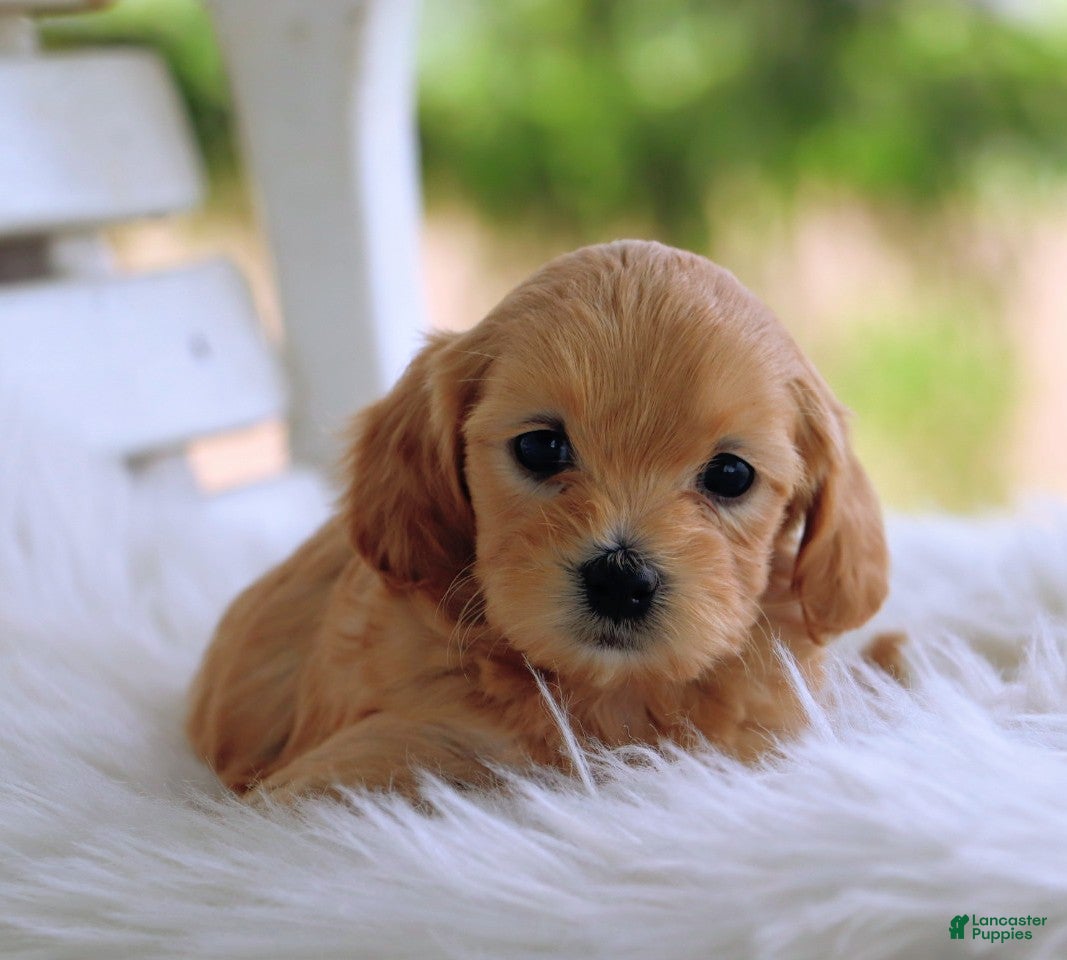 Mixed Breed dogs for sale: Kiva - Ad 2