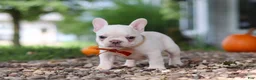 French Bulldog dogs for sale: Eden - Ad 10