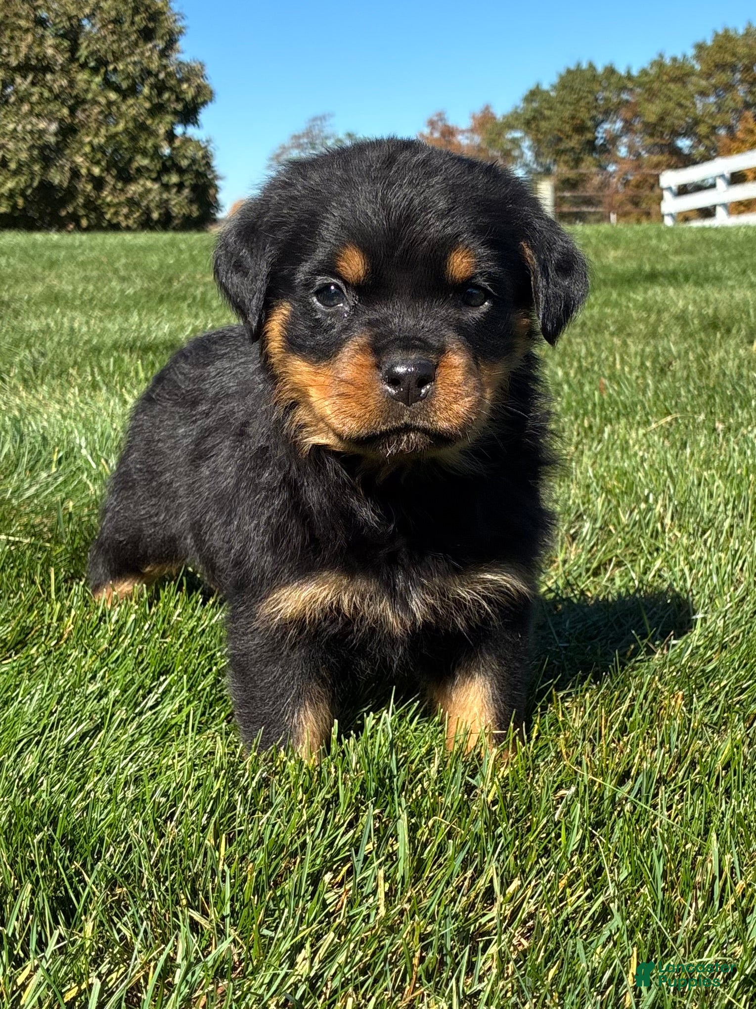 Rottweiler dogs for sale: Rocco - Ad 2