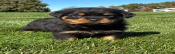 Rottweiler dogs for sale: Rocco - Ad 2