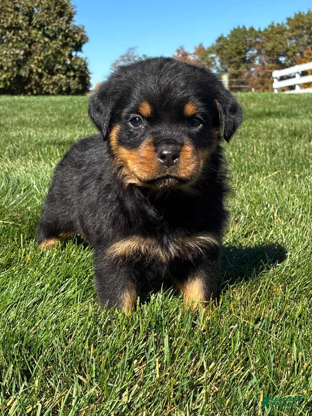 Rottweiler dogs for sale: Rocco - Ad 2