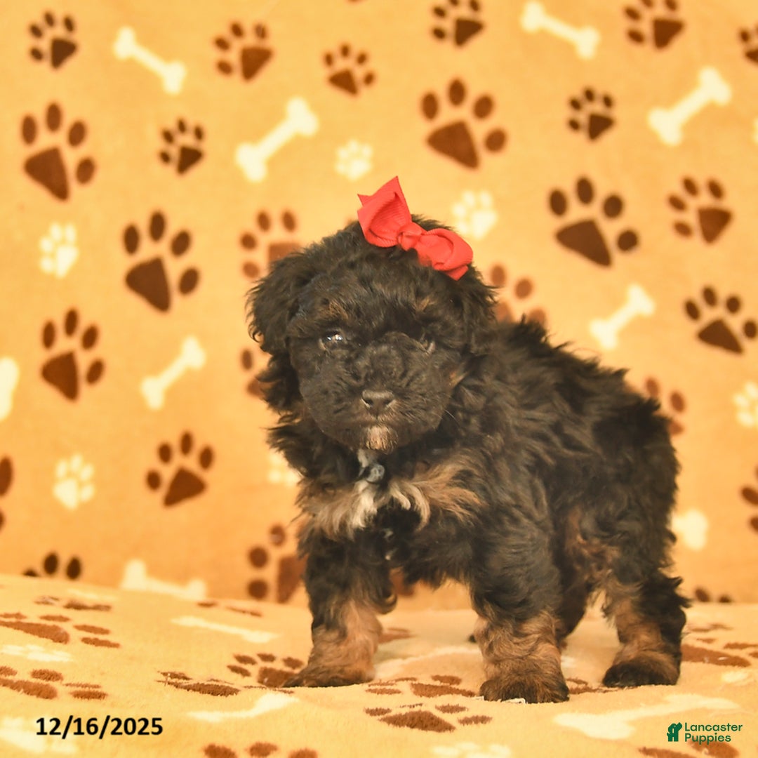 Toy Poodle dogs for sale: Milo  - Ad 3
