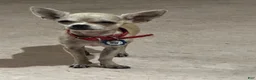 Chihuahua dogs for sale: Chihuahua Puppy 1 - Ad 11
