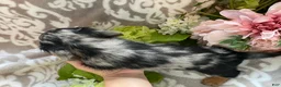Miniature Dachshund dogs for sale: Sheila - Ad 3