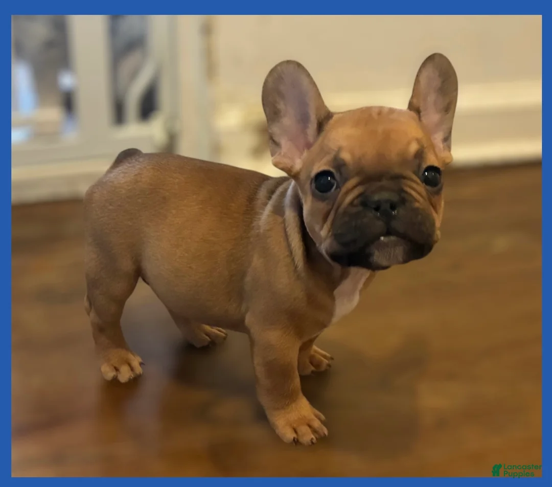 French Bulldog dogs for sale: French Bulldog Puppy 3 - Ad 1