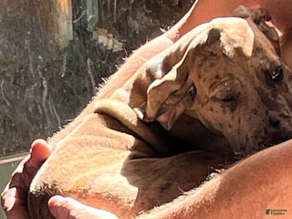 Great Dane dogs - Ad 34