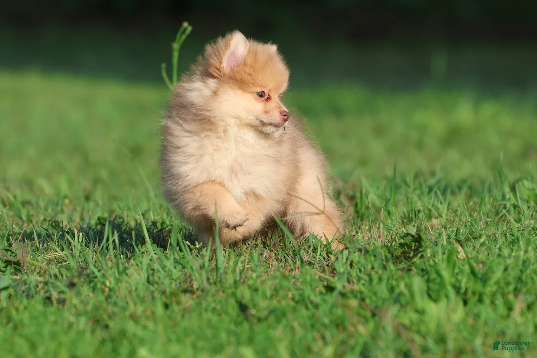 Pomeranian dogs for sale: Sir Fox - Ad 5