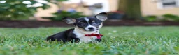Welsh Corgi Pembroke dogs for sale: Diamond - Ad 8